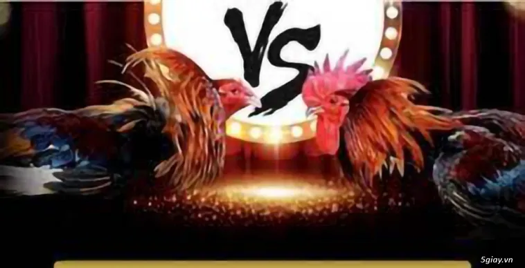 Đá Gà SP666 Sân Chơi Cược Đấu Đỉnh Cao Cho Cao Thủ Mê Gà