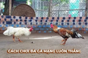 Cách Chơi Đá Gà Sabong Tại SP666 Livestream Nét Căng Kèo Cược Cháy Hết Mình