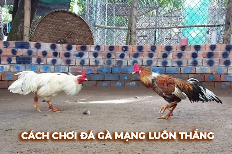 Cách Chơi Đá Gà Sabong Tại SP666 Livestream Nét Căng Kèo Cược Cháy Hết Mình 1 Cách Chơi Đá Gà Sabong Tại SP666 Livestream Nét Căng Kèo Cược Cháy Hết Mình