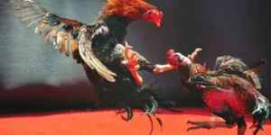 Cách Chơi Đá Gà WS168 Tại SP666 Từ Cao Thủ Giúp Bạn Thắng Lớn Mỗi Ngày